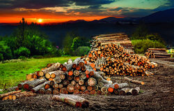 Rośnie znaczenie drewna, a nie jego cena
