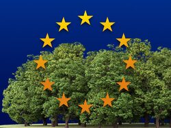 Czy Unia Europejska przejmie polskie lasy?