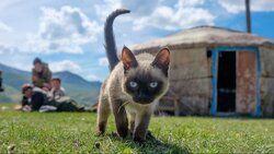 Miniatura: Przebudzenie z ogonkiem