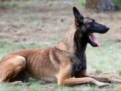 Miniatura: Psy bez kontroli