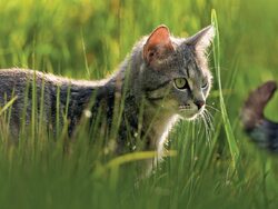 Miniatura: Ekolodzy na wojnie z kotami